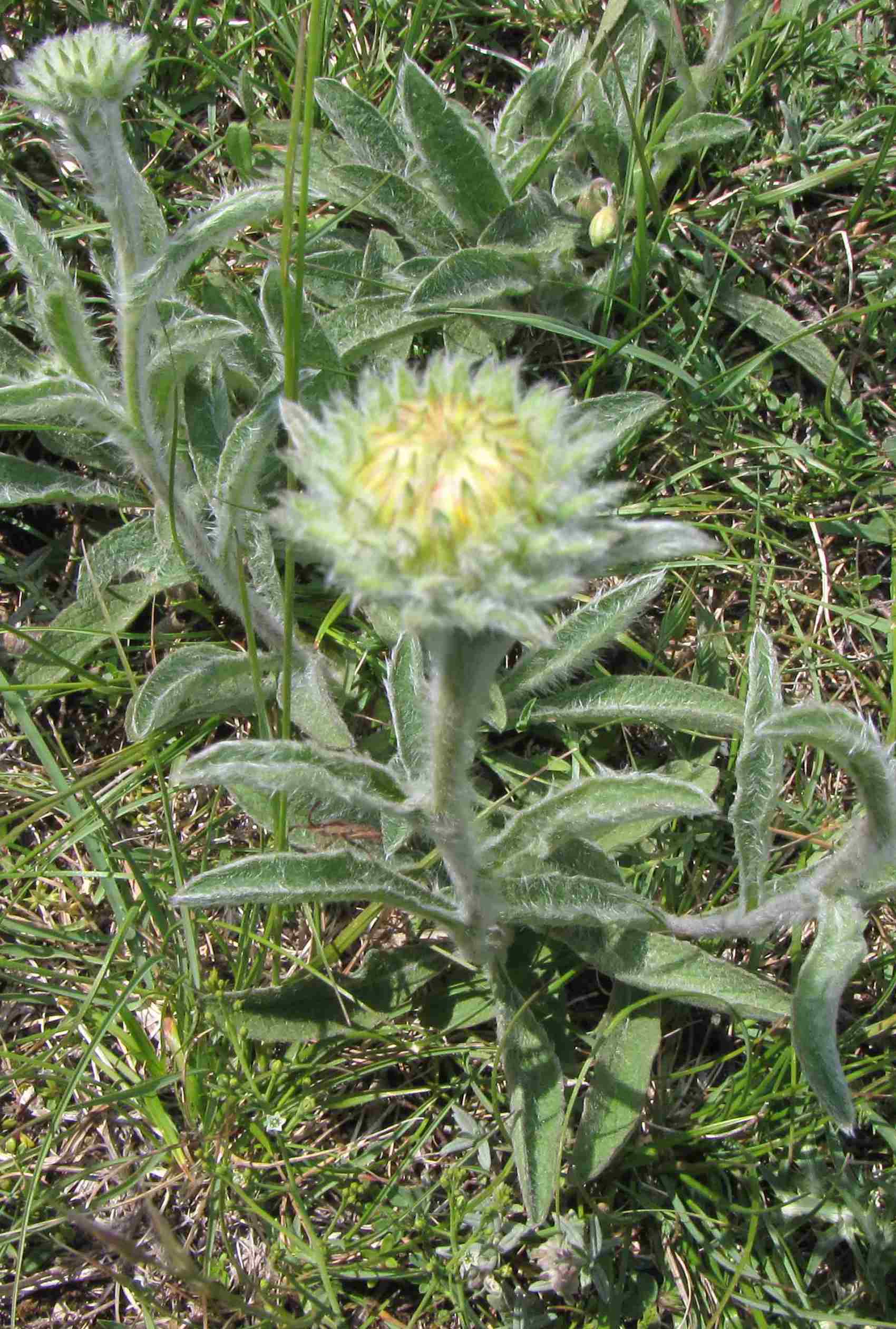 Pentanema montanum (=Inula montana) / Enula montana